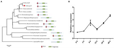 The Transcription Factor VpxlnR Is Required for the Growth, Development, and Virulence of the Fungal Pathogen Valsa pyri